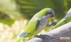 学说话能力最强的鹦鹉品种 哪种鹦鹉说话能力强又好养