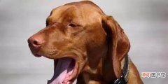 狗狗呕吐的6种情况与处理 狗上吐下泻吃什么药管用