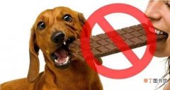 狗狗不能吃的5种食物 狗狗可以吃巧克力吗