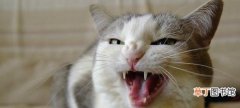 幼猫易发生呕吐的三个原因 幼猫呕吐是什么原因