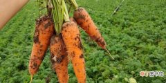 种植胡萝卜的注意事项 几月种胡萝卜最好