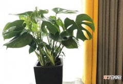 吸室内甲醛植物top10 去甲醛10大植物有哪些