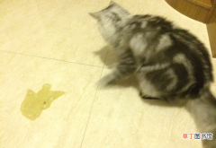 猫咪吐黄水的原因及解决办法 猫咪吐黄水是怎么回事啊