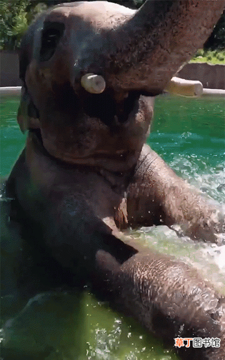 一起看看大象在水里的姿态吧 大象会游泳吗