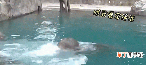 一起看看大象在水里的姿态吧 大象会游泳吗