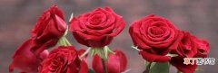 不同的颜色花及寓意分享 香槟玫瑰和红玫瑰哪个好