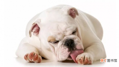 狗狗喜欢舔爪子的6大原因 狗狗一直舔爪子是什么原因