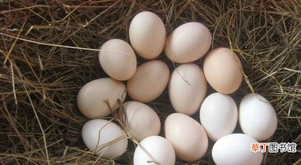 如何区分公鸡蛋和母鸡蛋 公鸡蛋和母鸡蛋的区别是什么