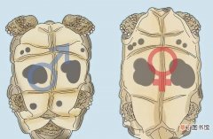 辨别乌龟是雄性还是雌性的方法 乌龟公母怎么区分啊