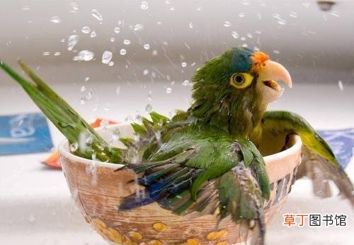 给鹦鹉洗澡的4个技巧 鹦鹉洗澡怎么洗的干净