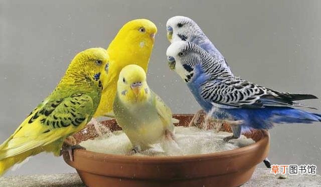 给鹦鹉洗澡的4个技巧 鹦鹉洗澡怎么洗的干净