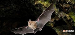 蝙蝠能用耳朵看东西吗 蝙蝠靠什么辨认物体的呢