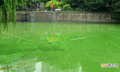 消除池塘绿藻的最佳方法 池塘水发绿如何让水变清