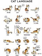 猫咪身体动作代表的含义 猫猫竖起尾巴是什么意思啊