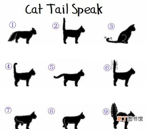 猫咪身体动作代表的含义 猫猫竖起尾巴是什么意思啊