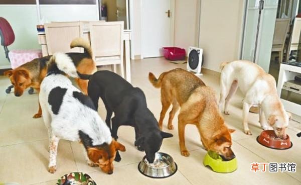 狗狗的6大饮食禁忌 狗狗可以吃提子吗