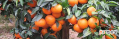 沃柑成熟的季节 沃柑是什么季节的水果