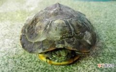 乌龟喂养的注意事项 乌龟多长时间喂一次食