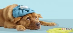 狗狗吐黄沫子的原因及治疗 狗狗吐黄水是什么原因
