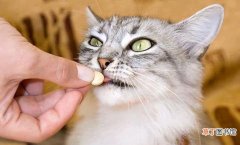 这9种东西不要给猫吃 猫咪能吃雪糕吗