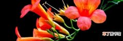 凌霄花的繁殖扦插方法和时间 凌霄花的扦插方法怎么做