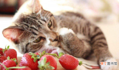 猫咪可以吃的5种水果 猫能吃什么水果有益处