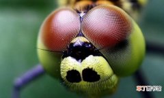 世界上眼睛最多的动物 蜻蜓有几只眼睛