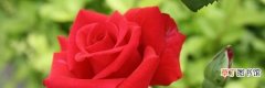 玫瑰花的扦插繁殖小窍门 玫瑰花的扦插方法怎么养殖