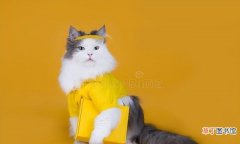 小猫衣服的制作方法 猫咪衣服的做法大全