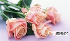 粉色玫瑰花语是什么意思 粉色玫瑰花代表什么意思