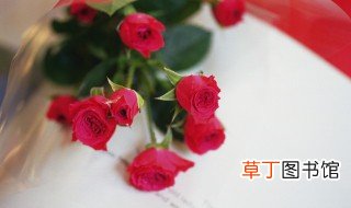 玫瑰的花语是什么意思 玫瑰花的含义