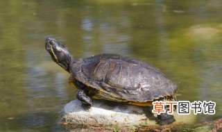 乌龟的英语怎么说 乌龟的英语是什么