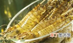 养基围虾有什么条件 养殖基围虾对环境有什么要求