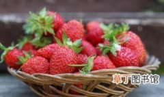草莓种植 草莓高产栽培技术