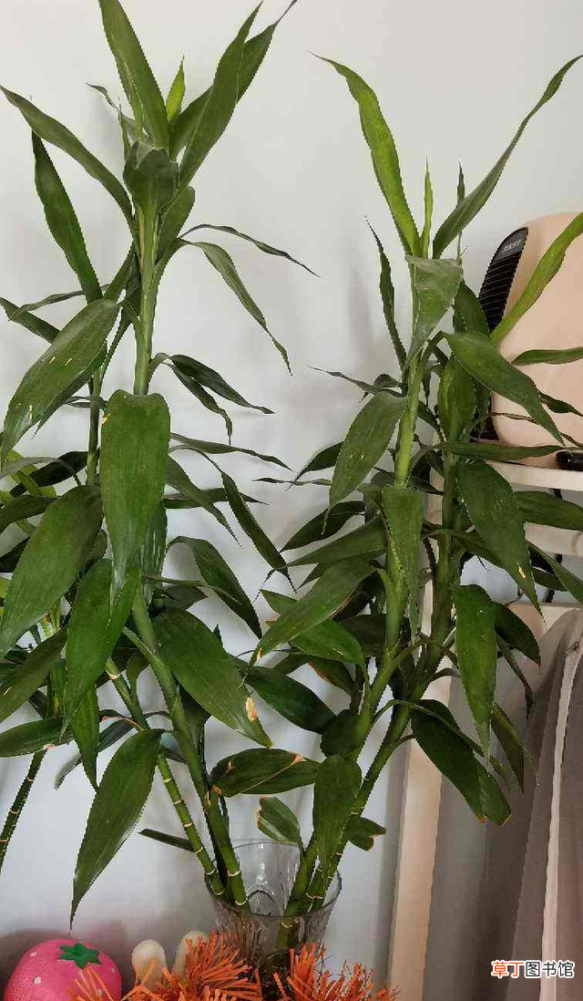 富贵竹三种养护最佳方法 发财竹怎么养才旺盛