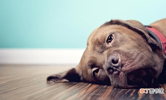 肝脏疾病的成因及解决方法 狗狗肝脏受损征兆有些什么