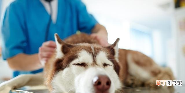 肝脏疾病的成因及解决方法 狗狗肝脏受损征兆有些什么