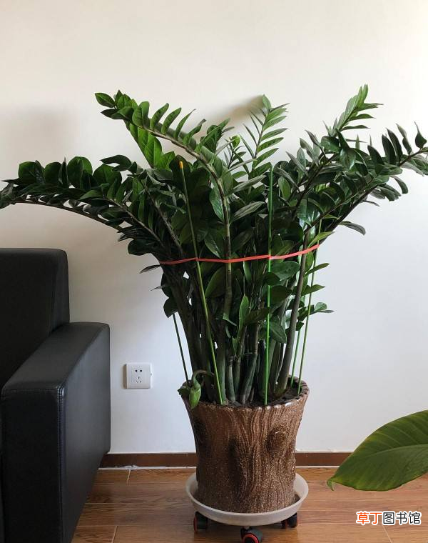 客厅最旺宅的5大盆栽植物 最适合客厅的盆栽植物有哪些