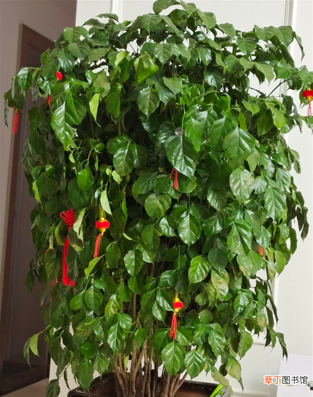 客厅最旺宅的5大盆栽植物 最适合客厅的盆栽植物有哪些
