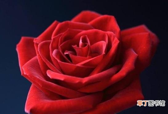 玫瑰花束的养殖方法 收到的玫瑰花束怎么养才不会枯萎