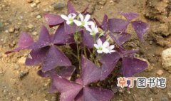 紫叶醡浆草怎么养 紫叶醡浆草的养殖方法