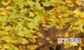 银杏黄了的诗句 描写银杏秋天黄叶满树的诗句
