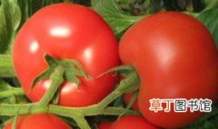 番茄起源于哪个国家 番茄发源地