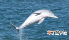 为什么中华白海豚是一级保护动物 中华白海豚简单介绍