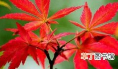 中国红枫树的园林用途有哪些 中国红枫树的园林有什么用途