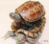 区分乌龟的性别方法 小乌龟怎么最简单的分辨公母呀