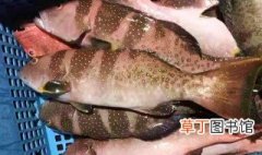 红星斑鱼怎么吃 怎么吃红星斑鱼