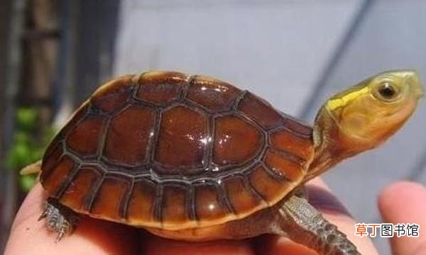 教你怎么培养龟龟的互动性 草龟要养多久才认主人呀