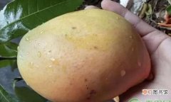 种植芒果盆栽的步骤分享 芒果种子怎么种植芒果