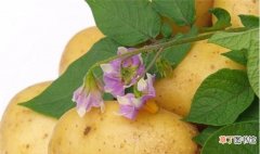 土豆栽种管理技巧 土豆开花后多久能收获土豆